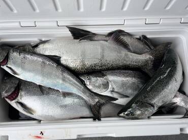 A cooler filled with various species of fish, showcasing a successful fishing trip.