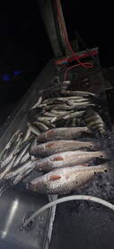 A variety of fish including Redfish and Speckled Trout laid out on a fillet table, showcasing a successful night fishing trip.