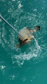 A large fish is being reeled in from the turquoise waters, showcasing an exciting moment during a fishing trip.