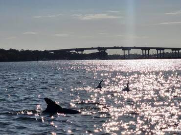 A scenic view of dolphins swimming in sparkling waters under a bridge, capturing a tranquil moment in nature.