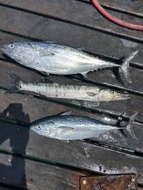 Three fish displayed on a dock, showcasing a variety of species including a large King Mackerel and smaller fish, highlighting a successful fishing trip.