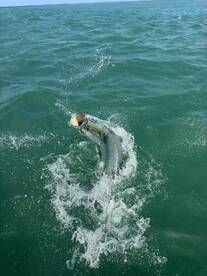 Monster Tarpon!!!
