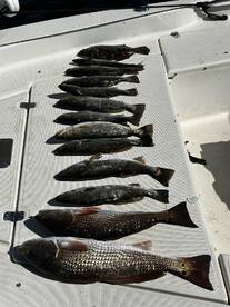 A variety of fish, including several Speckled Trout and Redfish, neatly arranged on a boat's fillet table after a successful fishing trip.