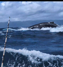 A dramatic ocean scene featuring a whale breaching the surface, captured during a fishing trip.