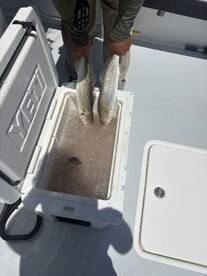 Angler holding two large Speckled Trout above a cooler filled with ice, showcasing a successful fishing trip.