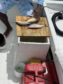 A fisherman is preparing a variety of fish on a fillet table aboard a boat, showcasing a catch of colorful species.