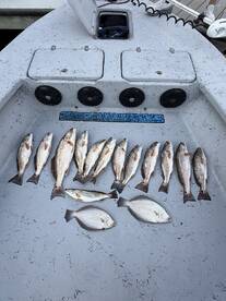 A variety of fish including flounder and redfish displayed on the deck of a boat, showcasing a successful fishing trip.