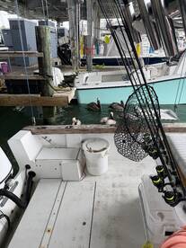 Interior view of a fishing boat at the dock, showcasing fishing gear and pelicans swimming nearby.