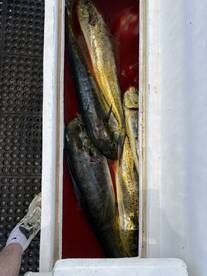 A cooler filled with several Mahi Mahi, showcasing a successful fishing trip.