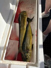 Two Mahi Mahi stored in a cooler, showcasing a successful fishing trip.