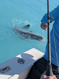 An angler reeling in a large fish in the clear blue waters, showcasing the excitement of fishing in a tropical environment.