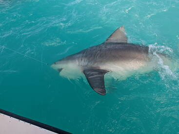 A large shark is being reeled in during a fishing trip, showcasing the excitement of deep-sea fishing in clear turquoise waters.