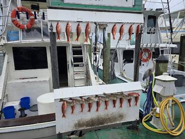 A variety of fish, including Snapper and Mackerel, displayed neatly on a catch board at the dock, showcasing a successful fishing trip.
