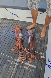 Two large squids displayed on the deck of a fishing boat, showcasing a successful catch during a deep-sea fishing trip.