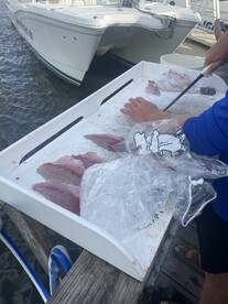 Freshly filleted fish laid out on a cleaning table at the dock, with a boat in the background, showcasing the catch from a recent fishing trip.