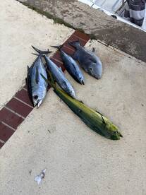 A variety of fish including Mahi Mahi and Tuna laid out on a dock after a successful fishing trip.