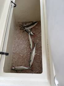 A cooler filled with several Spanish Mackerel on ice, showcasing a successful fishing trip.