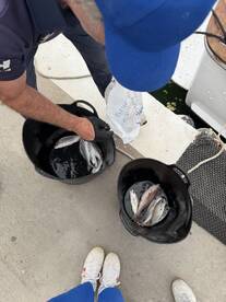 An angler sorting through freshly caught fish in buckets at the dock, showcasing a successful fishing trip.