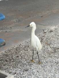 A white bird standing on a shell-covered surface near a boat dock.
