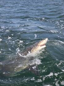 A large shark is breaching the surface of the water, showcasing an exciting moment during a deep-sea fishing adventure.