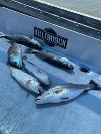 A variety of Speckled Trout displayed on a cleaning table, showcasing a successful fishing trip.