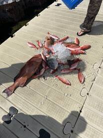 A variety of fish, including Snapper, are laid out on a dock with ice, showcasing a successful fishing trip.