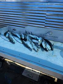 A variety of fish laid out on a cleaning station, showcasing a successful fishing trip.