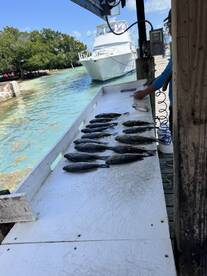 A variety of fish laid out on a fillet table at a dock, with a boat visible in the background, indicating a successful fishing trip.