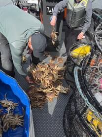 Two anglers on a fishing boat handling a large catch of crabs, showcasing their successful haul on a sunny day.