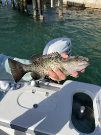 Angler proudly displaying a large Grouper while fishing near the docks.