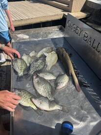 A variety of Crappie and a Catfish displayed on a cleaning table at the dock, showcasing a successful fishing trip.