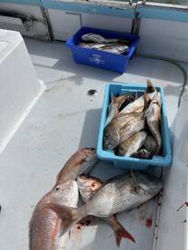 A variety of fish, including Snapper, stored in blue containers on the deck of a fishing boat, showcasing a successful fishing trip.