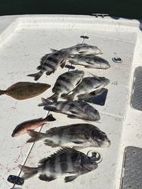 A variety of fish including black drum and flounder displayed on a boat's surface after a successful fishing trip.