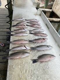 A variety of fish laid out on a cleaning station at the dock, showcasing a successful fishing trip.