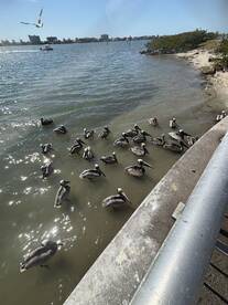 A flock of pelicans gathered near the shore, showcasing the natural wildlife in a coastal fishing environment.