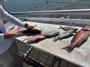 A fisherman prepares a variety of freshly caught fish, including Snapper and Grouper, on a fillet table by the water.