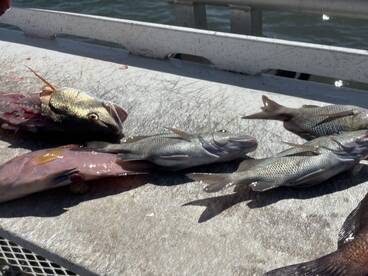A variety of fish, including a large grouper and several smaller species, are laid out on a fillet table, showcasing a successful fishing trip.
