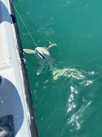 A shark is being reeled in from the water during a fishing trip, showcasing the excitement of deep-sea fishing.