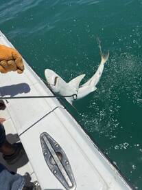 An angler reeling in a shark while fishing from a boat, showcasing the excitement of deep-sea fishing.