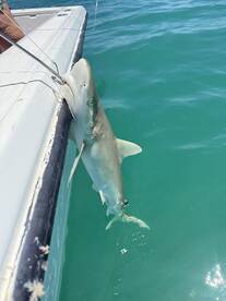 A shark is being reeled in from the side of the boat, showcasing an exciting moment during a fishing trip in clear blue waters.