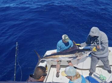 Anglers actively reeling in a large Marlin while fishing in deep blue waters, showcasing the excitement of offshore fishing.
