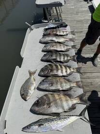A variety of fish including Black Sea Bass and Spanish Mackerel laid out on a dock's fillet table, showcasing a successful fishing trip.