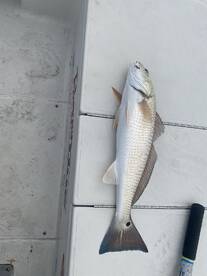 A freshly caught Redfish displayed on a boat's surface, showcasing the catch after a successful fishing trip.