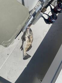 A freshly caught fish is hanging from a rod holder inside a boat, showcasing a successful fishing trip.
