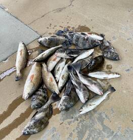 A variety of fish including Redfish and Black Drum laid out on a dock, showcasing a successful fishing trip.