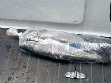 A bag containing several fish, likely caught during a fishing trip, resting on the deck of a boat.