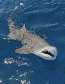 A shark is actively being reeled in, showcasing the excitement of deep-sea fishing.