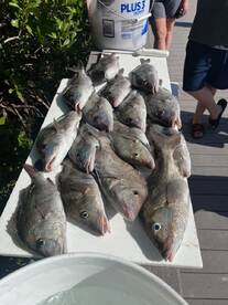 A variety of fish displayed neatly on a table at the dock, showcasing a successful fishing trip.