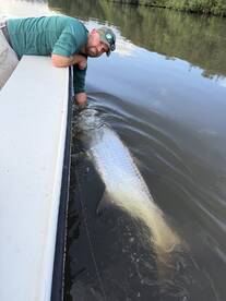 Angler engaging with a large Tarpon while fishing in a calm waterway, showcasing the thrill of catch and release.
