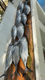 A neatly arranged display of multiple fish on a board, showcasing a successful fishing trip.